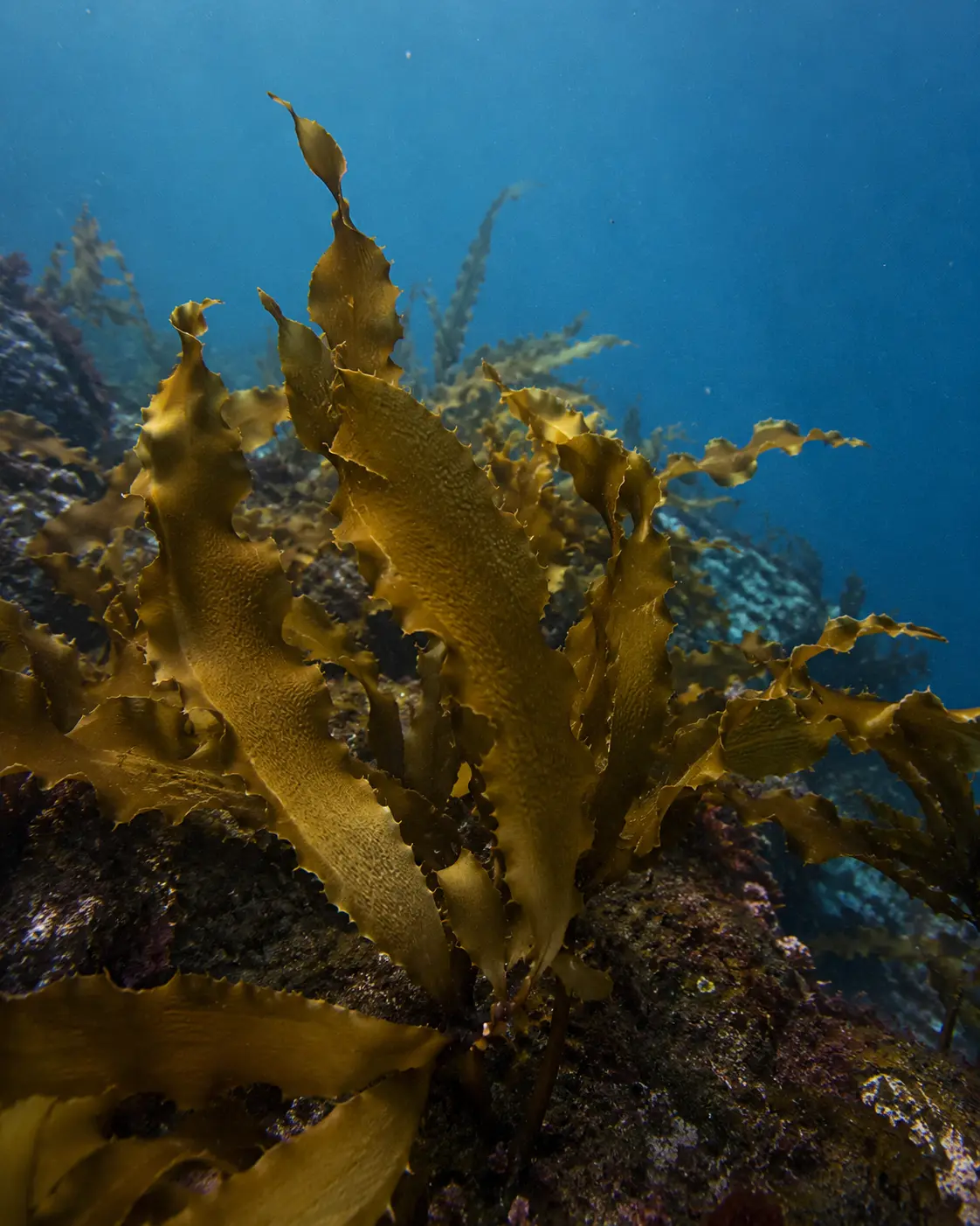 Brown Ecklonia cava seaweed growing underwater