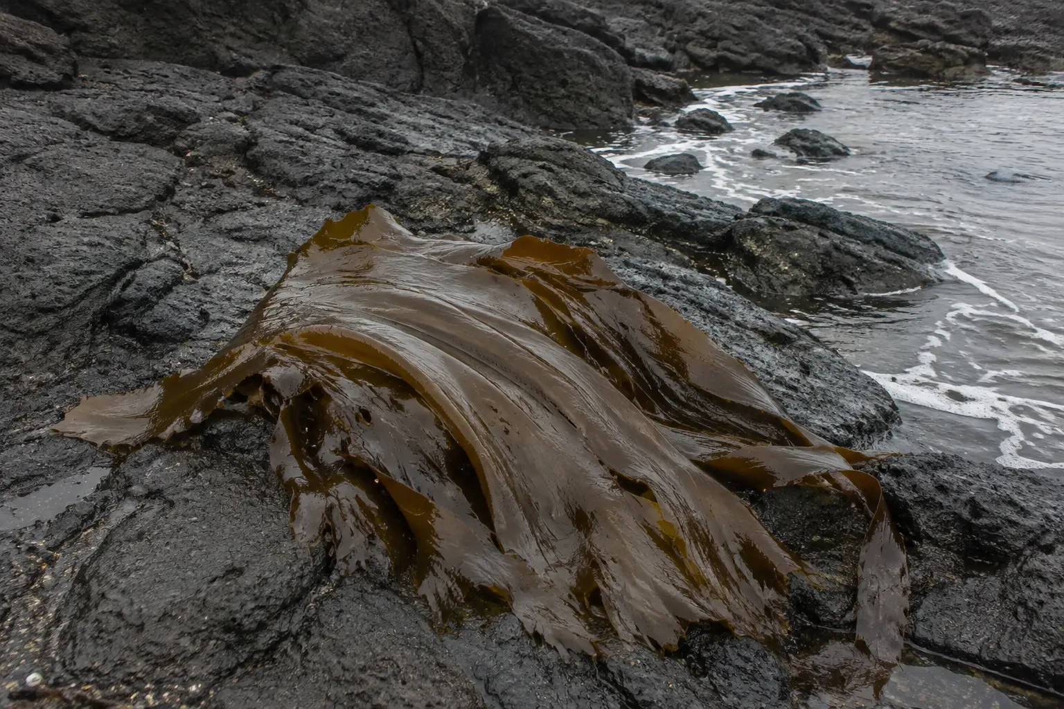 Naturally detached brown seaweed on dark volcanic shoreline rocks